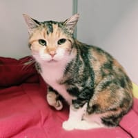 MADELEINE, chatte à adopter