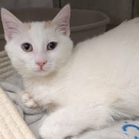BOTY, chatte à adopter