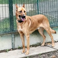 ULYSSE, chien à adopter