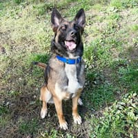 CANNELLE, chienne à adopter