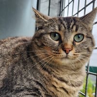 JENGA QCT, chatte à adopter