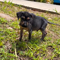 Jimmy, le gentil toutou, chien à adopter