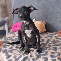 NYX, chien à adopter