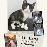 Bellina, chatte à adopter