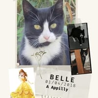 Belle, chatte à adopter