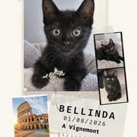 Bellinda, chatte à adopter