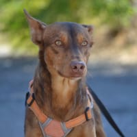 RATON, chien à adopter