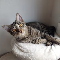 Capuche, chatte à adopter