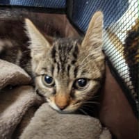 kaki, chat à adopter