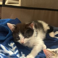 merida, chatte à adopter
