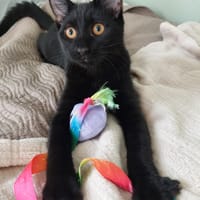 Mocca, chatte à adopter