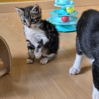 suki, chatte à adopter