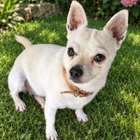 Poupi petite chihuahua pleine d'amour, chienne à adopter