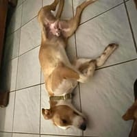 Balto le joyeux créole, chien à adopter