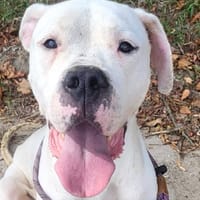 GHOST, chien à adopter