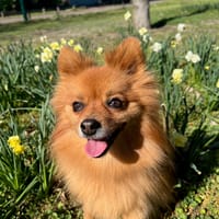 HAVANA, chienne à adopter