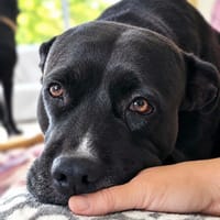 Paty, la belle de Normandie, chienne à adopter
