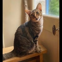 GINO, chat à adopter