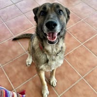 TOM (laura), chien à adopter