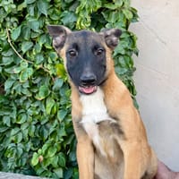 AISHA (Martina), chienne à adopter