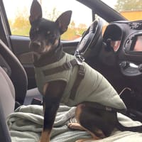 PABLO (France), chien à adopter