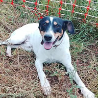 PINGU (Union Animal), chien à adopter