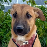 SIRA (Martina), chienne à adopter