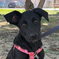 SOMBRA (Martina), chienne à adopter