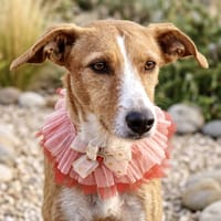 WENDY (Salvando Angeles), chienne à adopter