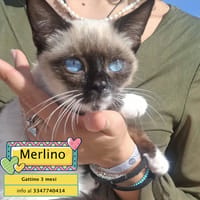 Merlino, gatto da adottare