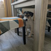 Suika, chienne à adopter