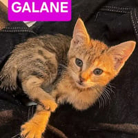 GALANE / ZEBRINA / OVIDE ET CHARBYDE, chatte à adopter