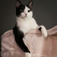 NAYA, chatte à adopter