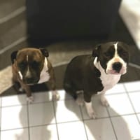 Thya et Stella, chienne à adopter