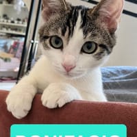 BONIFACIO, chat à adopter