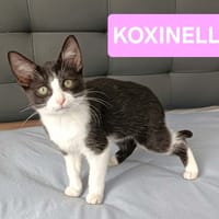 KOXINNELL À ADOPTÉR AVEC UN COPAIN CHAT, chatte à adopter
