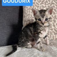 GOUDURIX À ADOPTER AVEC SON FRÈRE OU SOEUR OU SEUL SI DÉJÀ UN CHAT PRÉSENT CHEZ VOUS, chat à adopter
