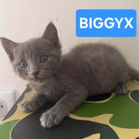 BIGGYX À ADOPTER AVEC SON FRÈRE OU SOEUR OU SEUL SI DÉJÀ UN CHAT PRÉSENT CHEZ VOUS, chat à adopter