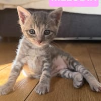 MELODIX À ADOPTER AVEC SON FRÈRE OU SOEUR OU SEULE SI DÉJÀ UN CHAT PRÉSENT CHEZ VOUS, chatte à adopter