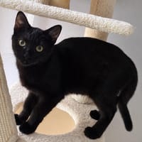 Nami, chatte à adopter