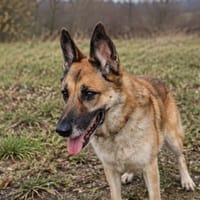 Romy, chienne à adopter