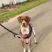 Edith, chienne à adopter