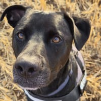Assouan, chien à adopter