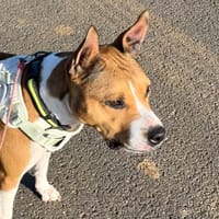 Saphir, chienne à adopter