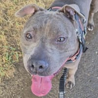 Siam, chienne à adopter
