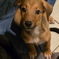 BRONX, chien à adopter