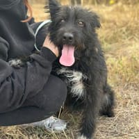 Natty -Tolle fröhliche rundum verträgliche Hündin, Hündin zur Adoption