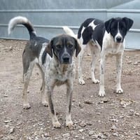 Nala und Simba, Hund zur Adoption