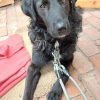 BIMBOzauberhafter Hundebub, schon auf PS in 21502 Hamwarde, Hund zur Adoption