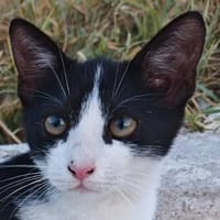 Die hübsche Freya sucht ihr Körbchen, Katze zur Adoption
